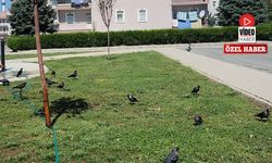 Erzincan’da Kargalar Doğal Temizlikçi Oluyor