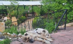 Erzincan’da Kedi ile Kangal Köpeğinin Sıra Dışı Dostluğu Görenleri Şaşırtıyor