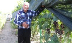300 Metrekarelik Alanda 70 Çeşit Üzüm Yetiştiriyor