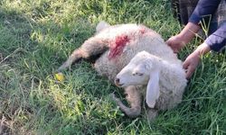 Akyazı'da Başıboş Sokak Köpekleri 6 Kuzuyu Telef Etti