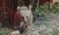 Dumanlı Parkında Karnını Duyuran Ayı Görüntülendi