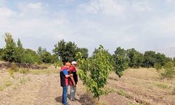 Dut Bahçelerinde Hastalık ve Zararlı Kontrolleri Yapıldı