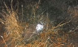 Erzincan’da şaşırtan olay: Civcivleri Yiyen Tilki Değil Kirpi Çıktı