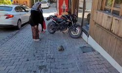Kemaliye Sokaklarında Dolaşan Kaplumbağa İlgi Odağı Oldu