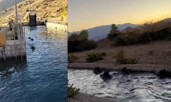 Sulama kanalında akıntıya kapılan domuz sürüsü ilginç görüntü oluşturdu