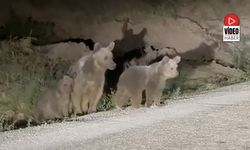 Erzincan Pülümür Karayolunda Ayı ve Yavruları Görüntülendi