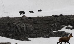 Boz Ayıdan Kaçan Dağ Keçileri Kamerada