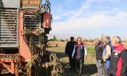 Erzincan Ekonomisinin Can Suyu Olan Şeker Pancarı Hasadı Devam Ediyor