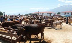 Refahiye’nin 34 Köyünde Şap Karantinası