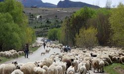 Yayla Mesaisini Tamamlayan Göçerler Dönüş Yolunda