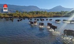 Ne Günlere Kaldık;  Hayvanlar Karasu Nehrini Yürüyerek Geçiyor