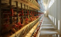 Erzincan’da Aylık 6 Milyon Adet Yumurta Üretiliyor