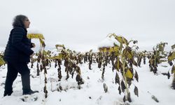 Bu Profesörün Yaptığını Bir Tek Kendisi Anlıyor