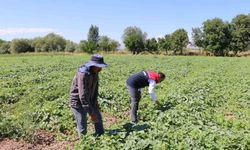 ÇKS Başvuruları 31 Aralık’ta Sona Eriyor