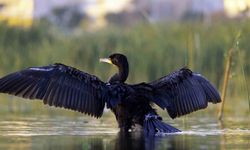 Ekşisu Sazlığı, 149 Kuş Türüne Ev Sahipliği Yapıyor