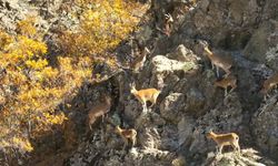 Erzincan Dağlarında Yaban Keçileri Görsel Şölen Sunuyor
