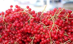 Erzincan’da Şifa Deposu Gilaburuya Yoğun İlgi