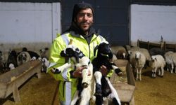 Erzincan’da Yılın İlk Kuzuları Doğdu: Üreticilerin Umudu Tazelendi
