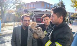 İtfaiye'den kedi Kurtarma Operasyonu