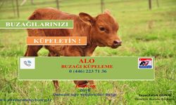 ‘Buzağılarınızı Küpeletin!’