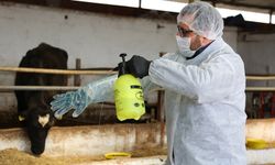 Şap Hastalığı Kontrol Altına Alındı
