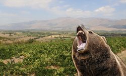 Cimin’de Üzüm Bağında Çalışan Vatandaşa Ayı Saldırdı