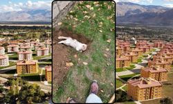 Korku Saçan Köpekler Bu Kez Çarşı TOKİ’yi Mesken Tuttu