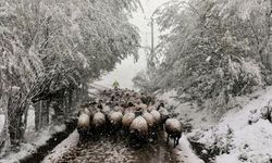Koyun Sürüsü Karla Mücadele Ederek Geri Döndü