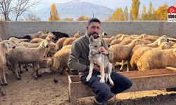 Çobanın Sahiplendiği Yavru Kurt, Sürünün Yeni Bekçisi Oldu