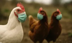 Tarım Orman İl Müdürlüğü Uyardı; Kuş Gribine Dikkat!