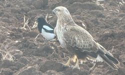 Tercan’da Şahin ile Alaca Karganın Sıra Dışı Dostluğu İlgi Odağı Oldu