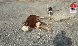 Erzincan’da Tehlikeli Sorumsuzluk: Şaplı Hayvanlar Meraya Atıldı