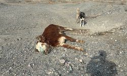 Erzincan’da Tehlikeli Sorumsuzluk: Şaplı Hayvanlar Meraya Atıldı