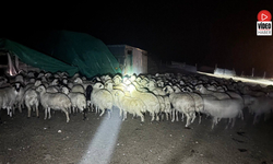 Yoğun Siste Kaybolan 200 Koyun Drone Destekli Aramayla Bulundu