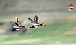 Ekşisu Sazlığı, 149 Kuş Türüne Ev Sahipliği Yapıyor