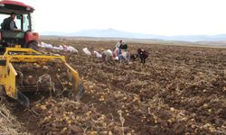 Patates Hasadı Çiftçinin Yüzünü Güldürdü