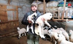 Erzincan’da Yılın İlk Kuzuları Doğdu: Üreticilerin Umudu Tazelendi