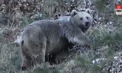 Erzincan’da Kış Uykusuna Hazırlanan İki Ayı Görüntülendi
