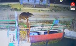 Mevsim Normalleri Değişti, Ayılar Hâlâ Uyanık