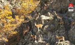 Munzur'un Sarp Kayalıklarında Yaban Keçileri