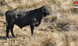 Firari Angusu Drone İle Görüntüledi