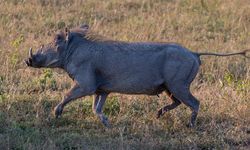 Kemah’ta Domuz Saldırısı; 1 Kişi Hayatını Kaybetti