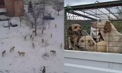 “Üzümlü’de Başıboş Köpek Kalmayacak”