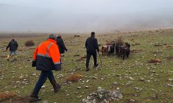 Erzincan’da Kayalıklarda Mahsur Kalan 11 Keçi 3 Saatlik Operasyonla Kurtarıldı