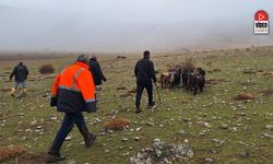 Erzincan’da Kayalıklarda Mahsur Kalan 11 Keçi 3 Saatlik Operasyonla Kurtarıldı