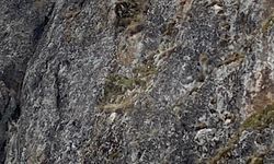 Erzincan’da Mahsur Kalan Keçiler İçin JAK ve AFAD Seferber Oldu