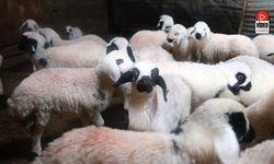 Erzincan’da Yılın Son Kuzuları Üreticilerin Yüzünü Güldürdü