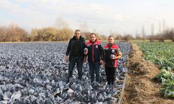 Erzincan’da Kış Ortasında Sebze Hasadı