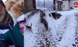 Aç Kalan Kedilere Şefkat Eli