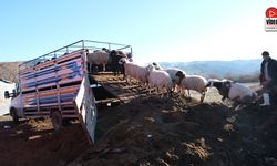 Erzincan'da Soğuk Hava Nedeniyle Sürüler Yayladan İndirildi